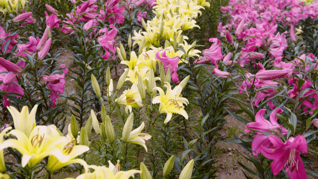 Yellow and pink lilies in a garden