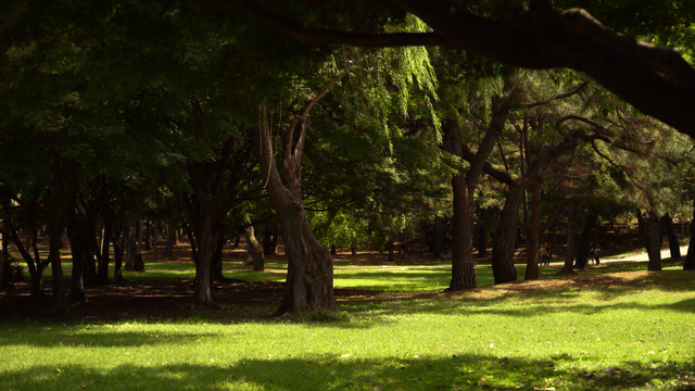 Peaceful park with lush green trees