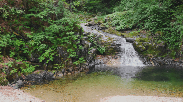 Small valley in green forest