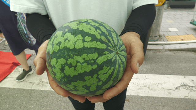 Person holding small watermelon on roadside
