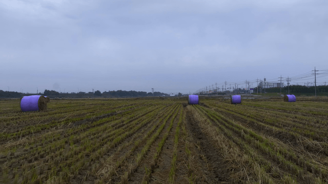 Purple hay bales in a harvested field
