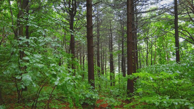 Dense forest with tall trees on a rainy day
