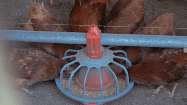 닭들이 먹이통에서 먹이를 먹는 양계장