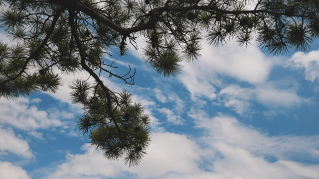 Pine branches against a blue sky