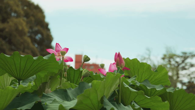 Lotus flowers blooming under a clear sky
