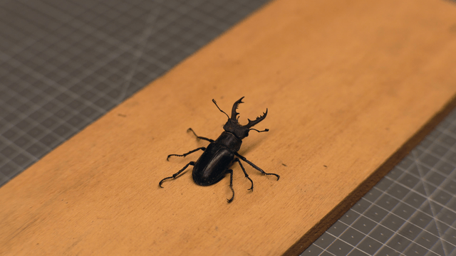 Stag beetle on a wooden surface