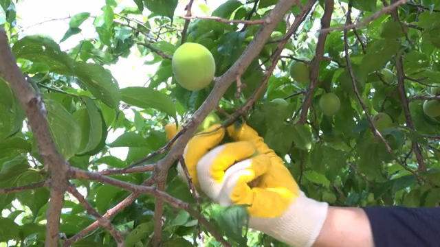 Picking green plums from a tree