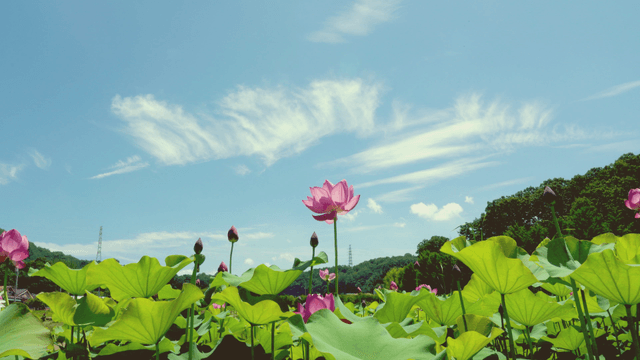 Lotus flowers blooming under a clear sky