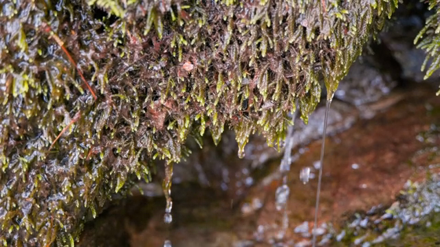Water dripping from moss-covered rocks