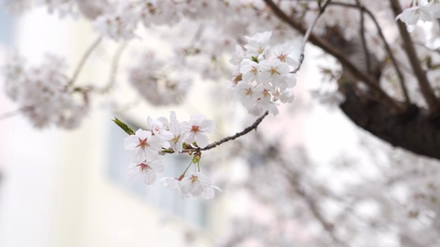 Cherry blossoms blooming on a branch