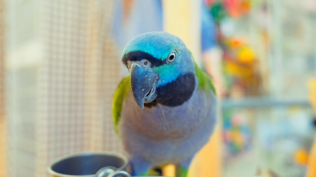 A colorful parrot perched indoors