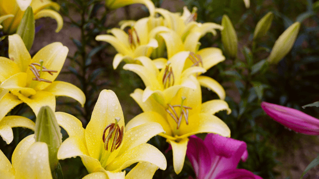 Yellow lilies with raindrops in a garden