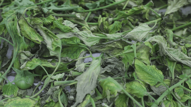 Wilted green leaves and unripe tomato