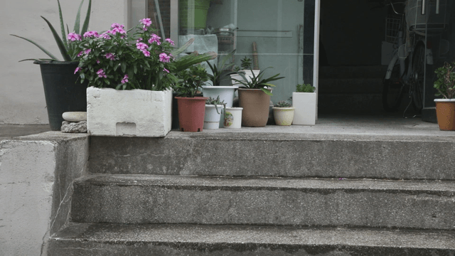 Potted plants on concrete steps