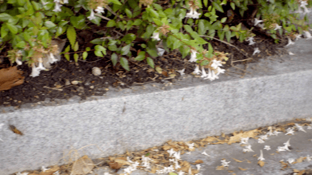 Small white flowers in green bush with hummingbird drinking nectar