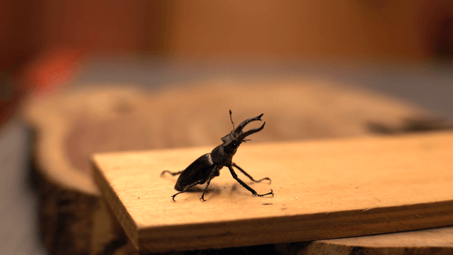 Stag beetle on a wooden surface