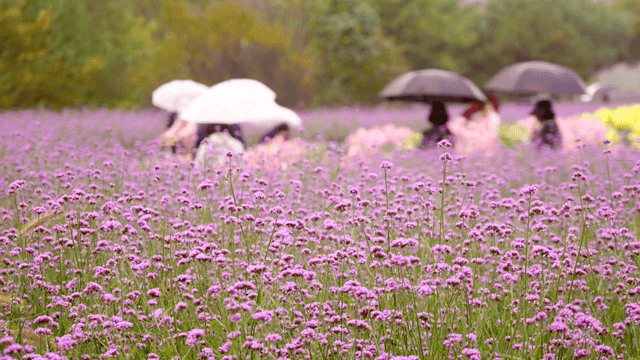 People with umbrellas in a flower field