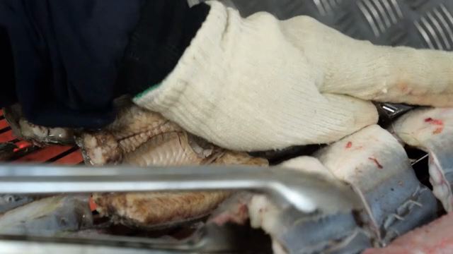 장갑을 끼고 집게로 뒤집는 장어