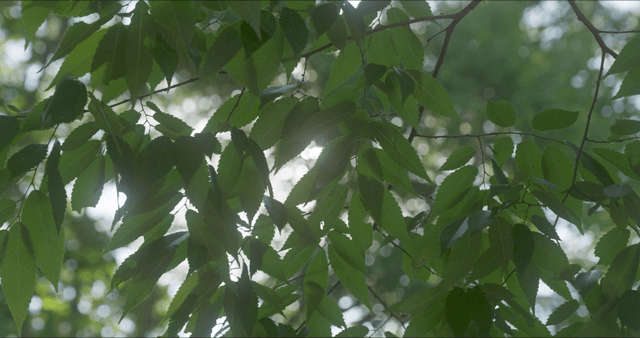 Sunlight filtering through green leaves