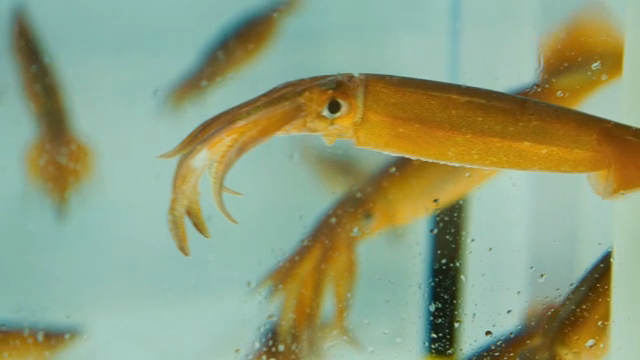 Squids swimming in a clear aquarium