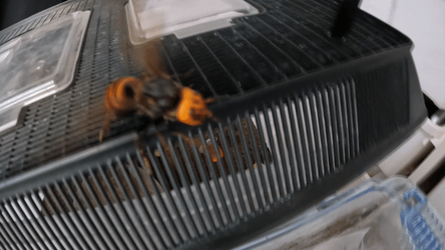 Wasp crawling on plastic habitat lid