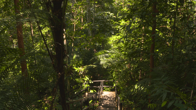 Wooden deck trail in a dense forest