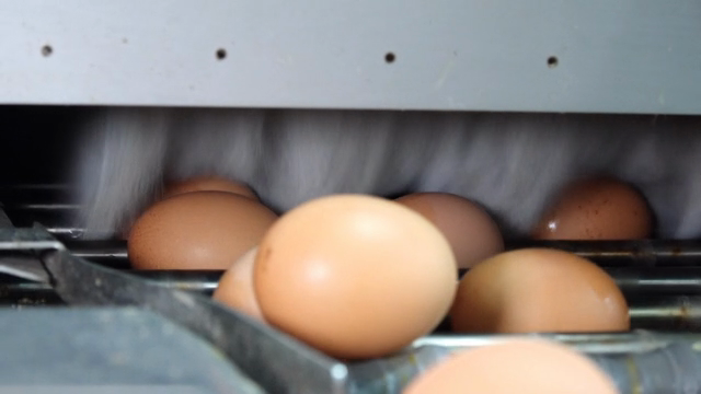 Eggs being processed on a conveyor belt