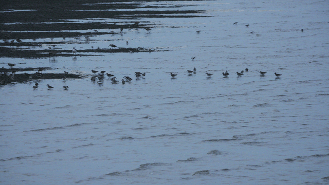 썰물 때 얕은 물을 헤치며 걷는 새들