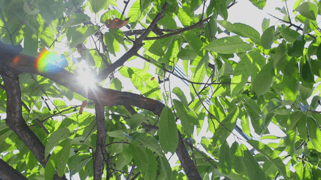 Sunlight filtering through green leaves