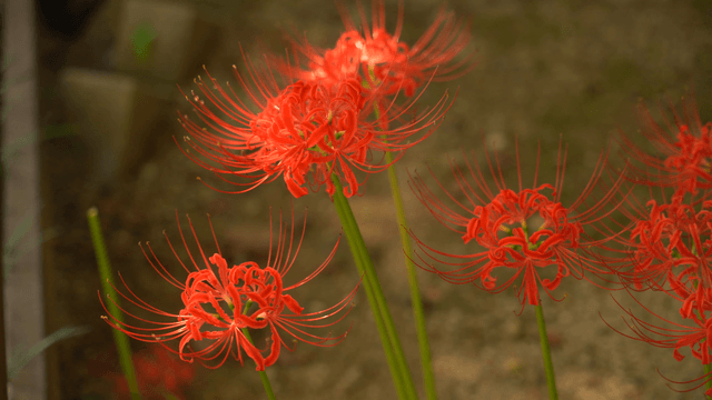 정원에서 피어나는 붉은 상사화