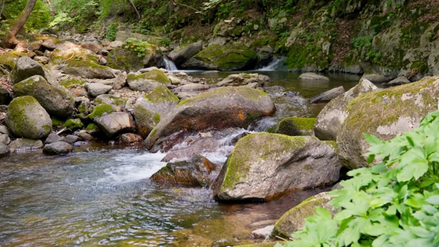 A serene forest stream with mossy rocks