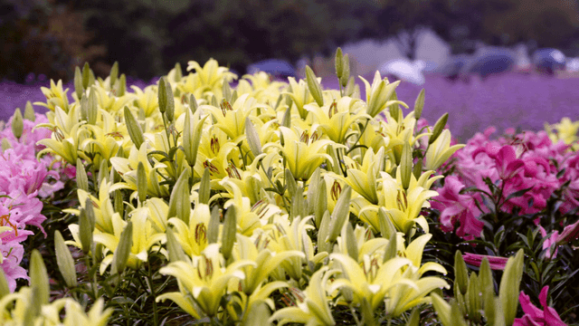 Vibrant field of lilies in full bloom