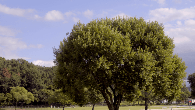 햇살이 비치는 공원의 큰 나무