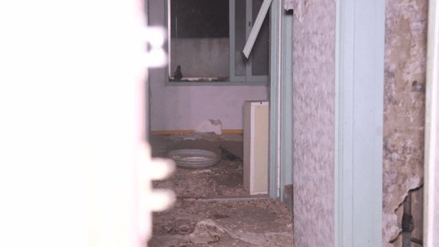 Abandoned room with pigeons inside