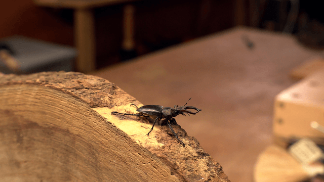 Stag beetle on a piece of wood indoors