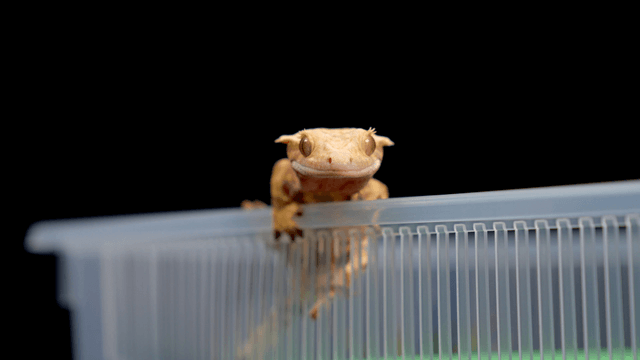 Gecko perched on a plastic container