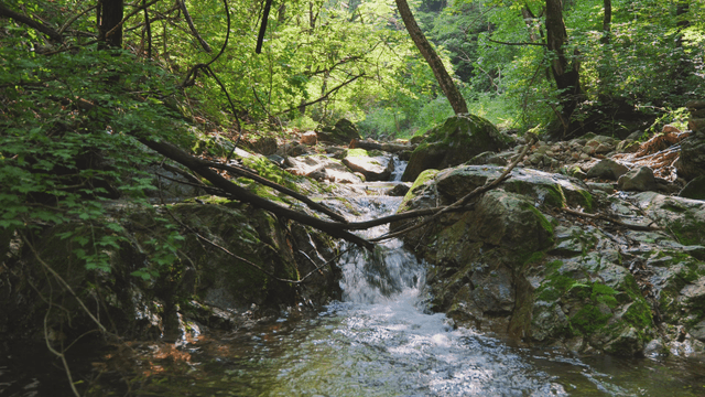 A tranquil forest valley with sunlight