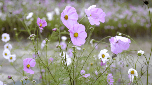 Field of pink and white cosmos flowers