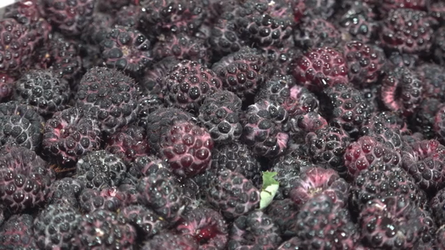 Fresh black raspberries