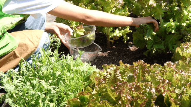 Person harvesting fresh lettuce in a garden