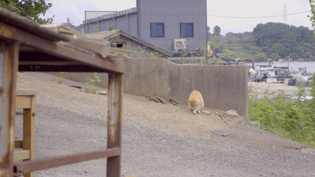 건물 근처 경사면에 앉아 있는 고양이