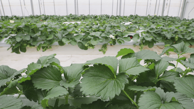 Greenhouse filled with lush green plants