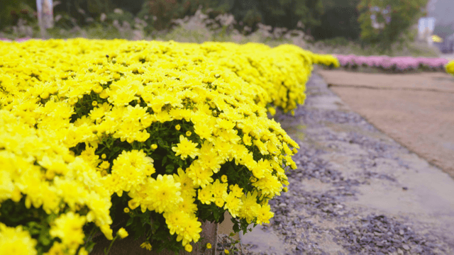 Bright yellow flowers in full bloom