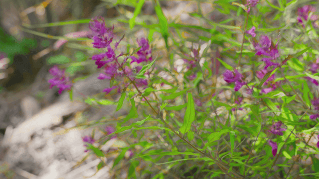 Small purple wildflowers swaying in the wind