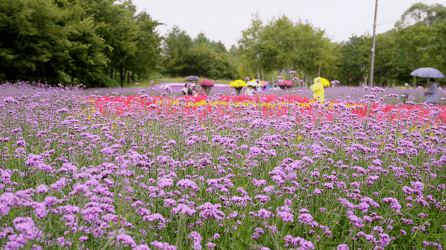 Visitors holding umbrellas walking through layers of purple and yellow flowers in a garden