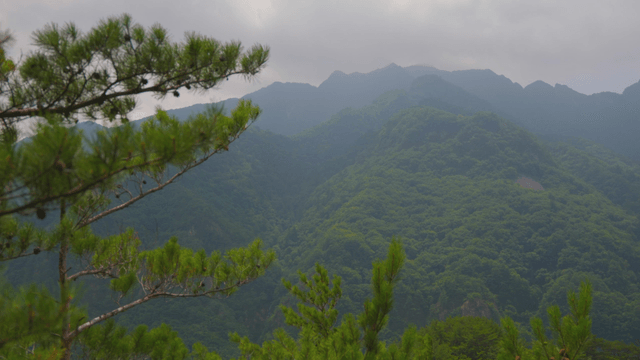 Blue mountain under cloudy sky behind swaying pine trees