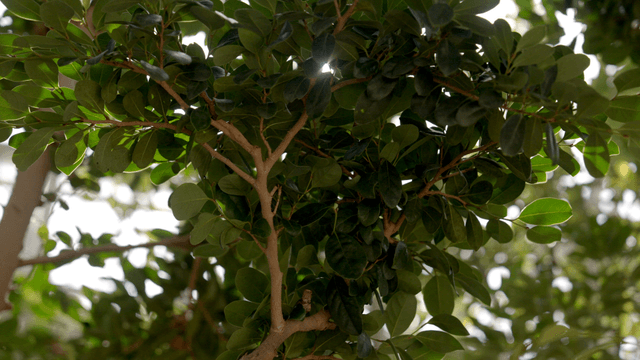 Sunlight filtering through green leaves