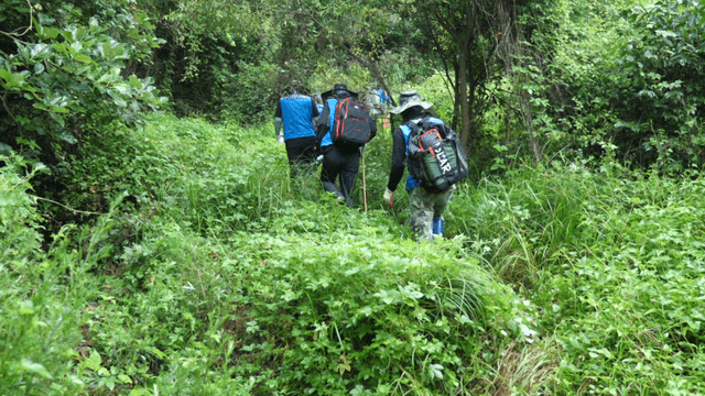 Hikers through a lush green forest