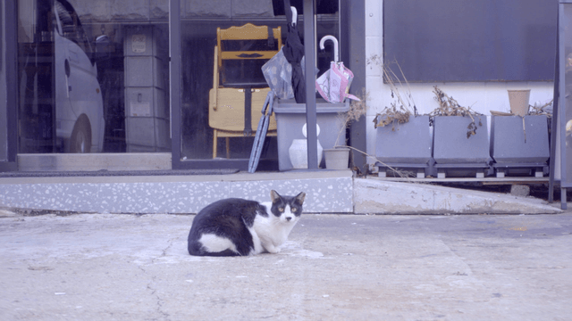 가게 밖에 앉아 있는 검은색과 흰색 얼룩 고양이