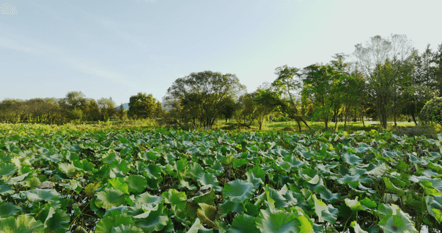Serene lake surrounded by lush greenery